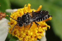 Coelioxys confusus