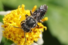 Coelioxys confusus