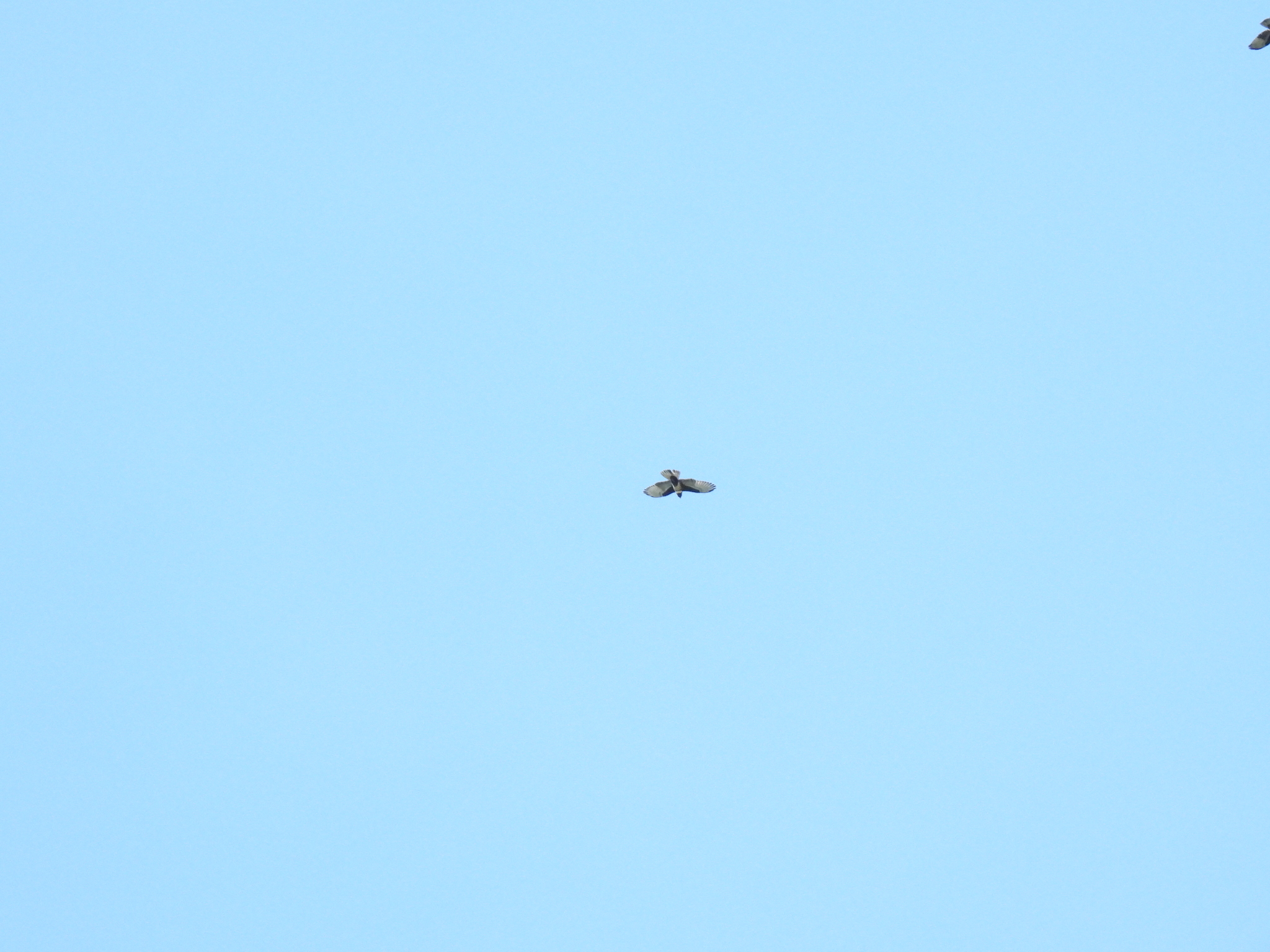 Black Baza (Aviceda leuphotes)