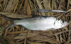 Megalops cyprinoides