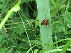 Ampittia dioscorides
