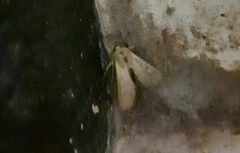 Mythimna separata
