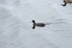 Fulica atra
