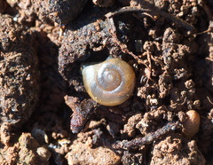 Eopolita protensa