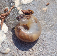 Eopolita protensa