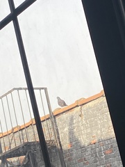 Columba livia