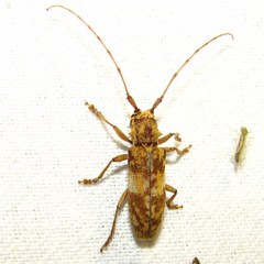 Goes variegatus