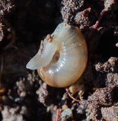 Eopolita protensa
