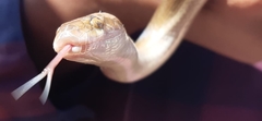 Boaedon fuliginosus