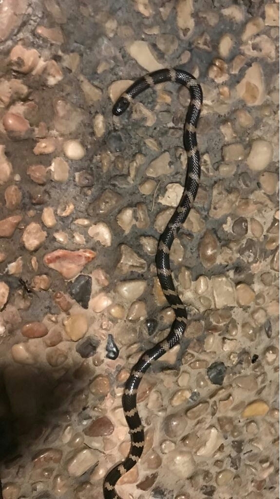 Two-headed Snakes