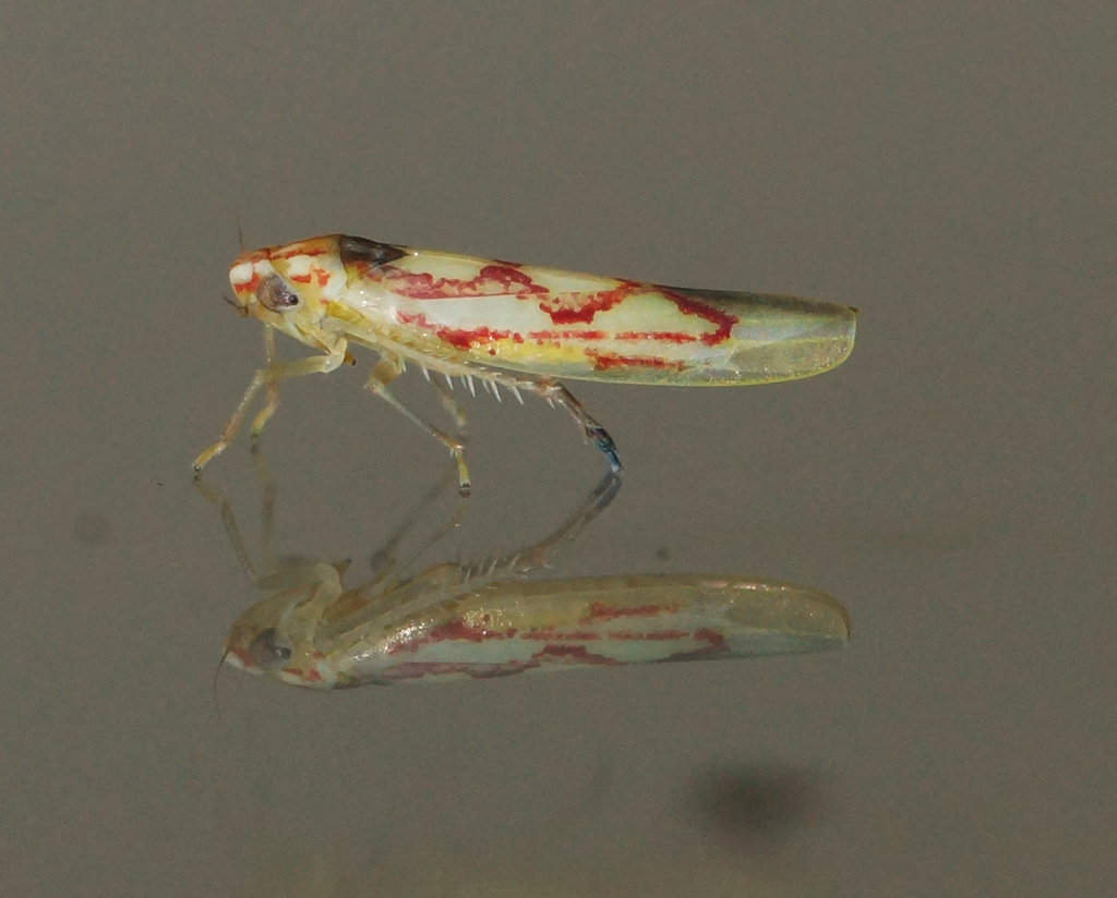 Leafhopper