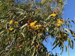 Eucalyptus erythrocorys