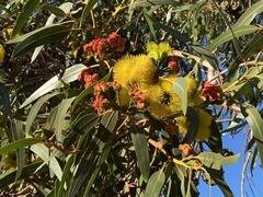 Eucalyptus erythrocorys