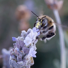 Anthophora dispar