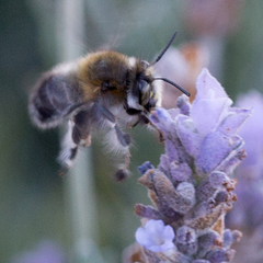 Anthophora dispar