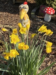 Narcisseae