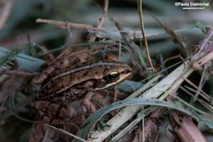 Pelophylax lessonae