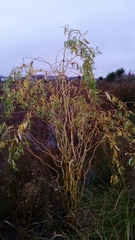 Salix babylonica tortuosa