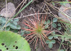 Psammotropha myriantha