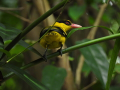 Oriolus chinensis maculatus