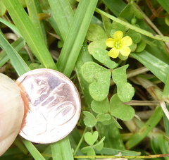 Oxalis corniculata