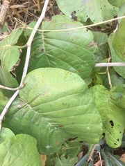 Neomillspaughia emarginata