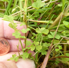 Oxalis corniculata