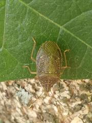 Critheus lineatifrons