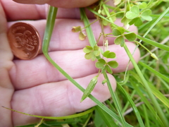 Oxalis corniculata