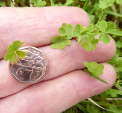 Oxalis corniculata