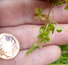 Oxalis corniculata
