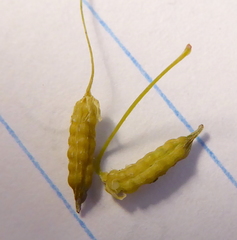 Oxalis corniculata