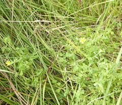 Oxalis corniculata
