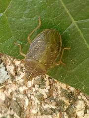 Critheus lineatifrons