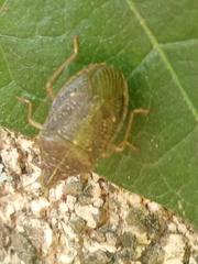 Critheus lineatifrons