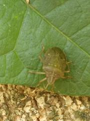 Critheus lineatifrons