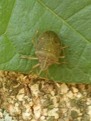 Critheus lineatifrons