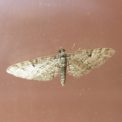 Eupithecia dodoneata