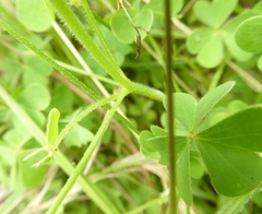Oxalis corniculata