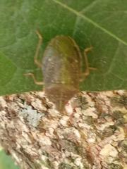 Critheus lineatifrons