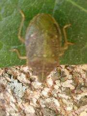 Critheus lineatifrons