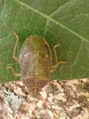 Critheus lineatifrons