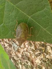 Critheus lineatifrons