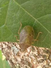 Critheus lineatifrons