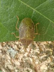 Critheus lineatifrons