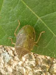 Critheus lineatifrons