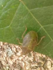 Critheus lineatifrons