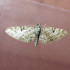 Eupithecia dodoneata