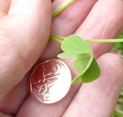 Oxalis corniculata
