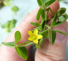 Oxalis corniculata